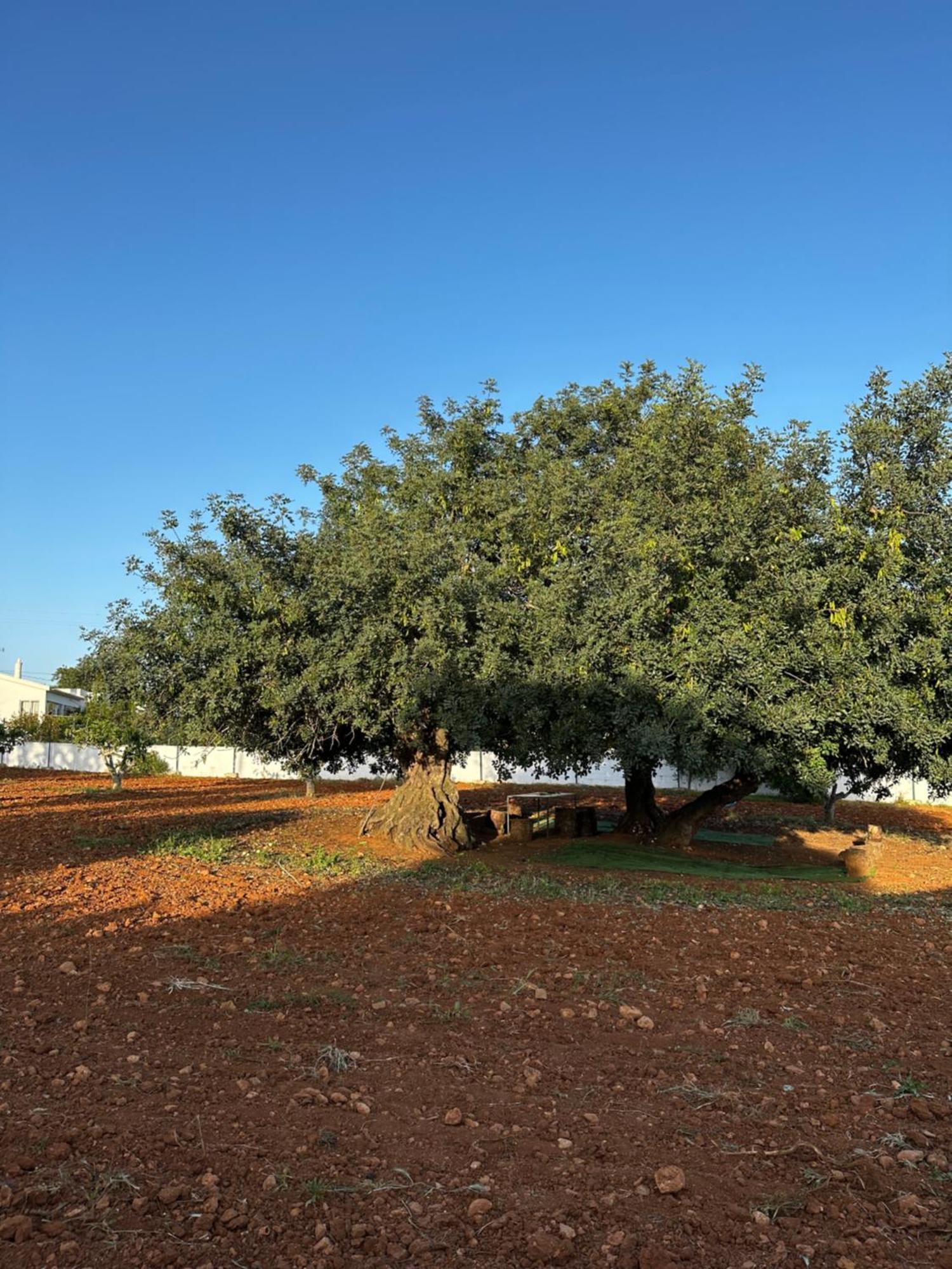 فيلا Solar Dos Avos جويا المظهر الخارجي الصورة